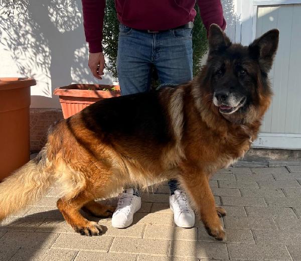 Eros Bellissimo Pastore Tedesco